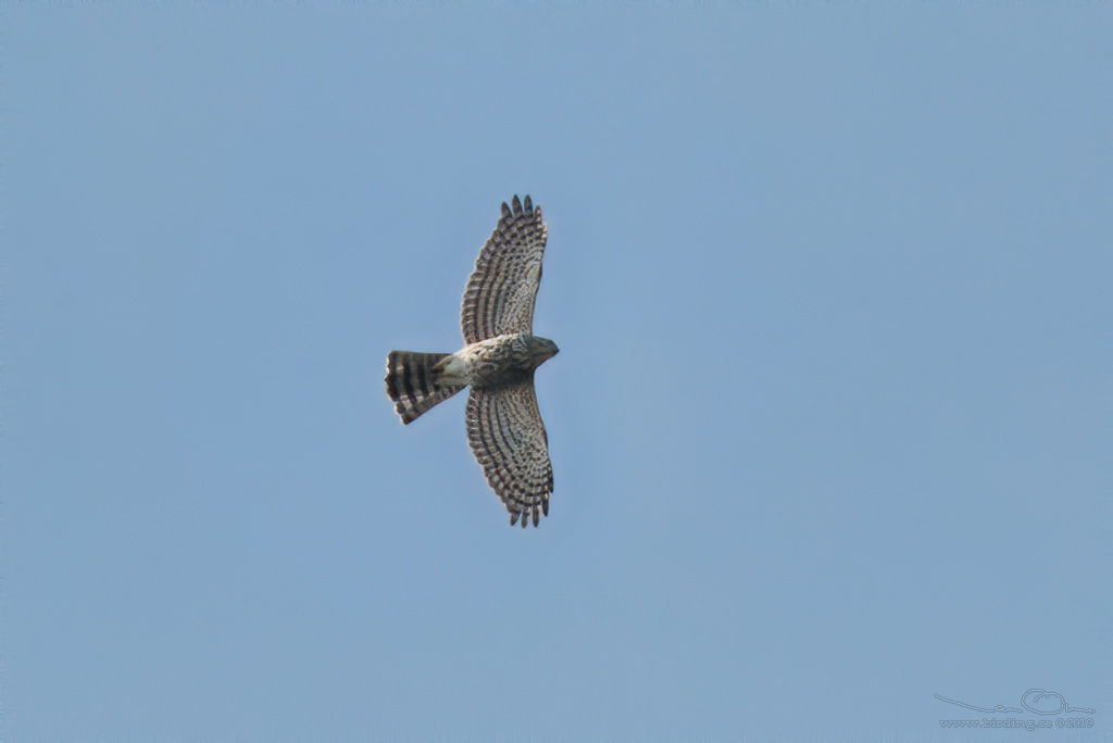 BESRA (Accipiter virgatus) - Stäng / close